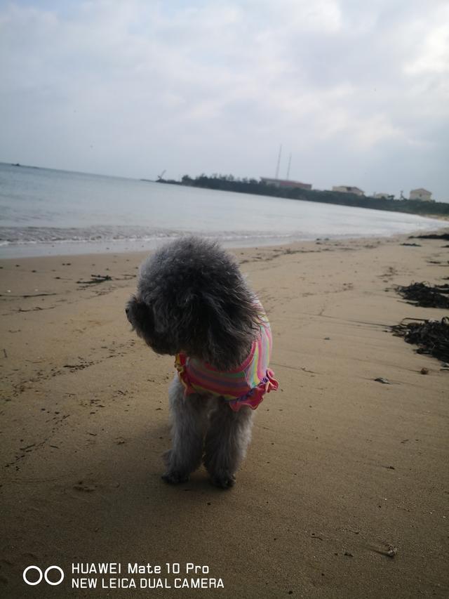 民宿运营：以“海草房唐乡”为例，民宿如何做好春节假期？