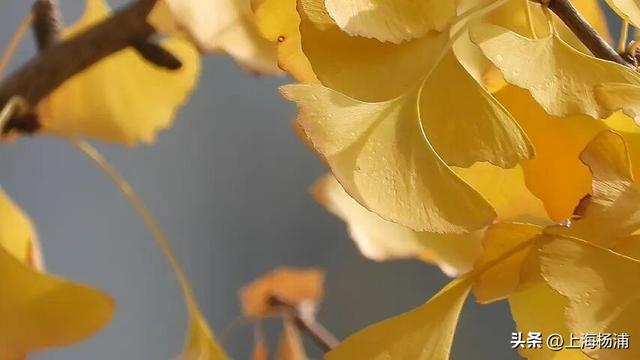 太美啦！去杨浦这两条路“踩”秋天，沙沙响的那种～