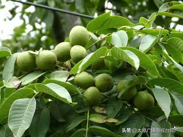 央视晚会为何选中山西这里？这座低调小城藏不住了