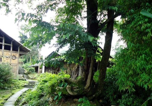 跟着小志游文化重庆 | 酉阳秘境：在武陵腹地，触摸千年文脉与地质史诗