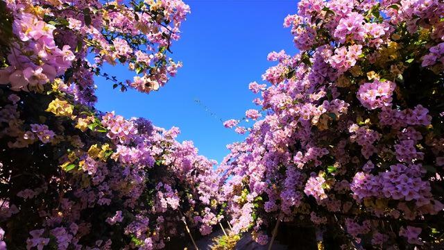 最新佛山冬日“花漾”地图！岭南的浪漫正在绽放 | 周末爱松弛