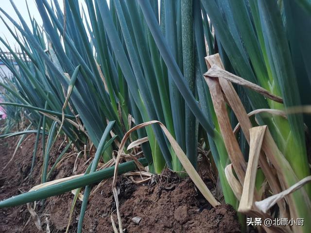 保存大葱时，别直接放地上，教你三个土方法	，保存三个月都还新鲜