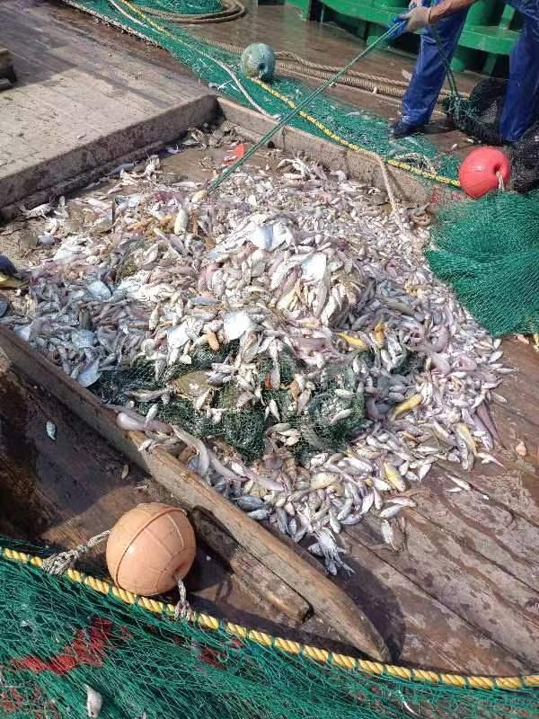 这个双休，出海 ！尝鲜！顺便观光