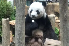 旅马大熊猫“福娃”和“凤仪”启程回国图片