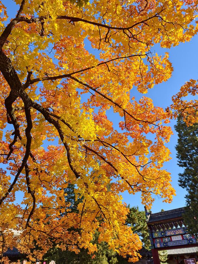 北京的秋是七彩的
