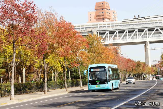 上海：闵行“小外滩”的乌桕“换妆”秋意浓错过成“遗憾”