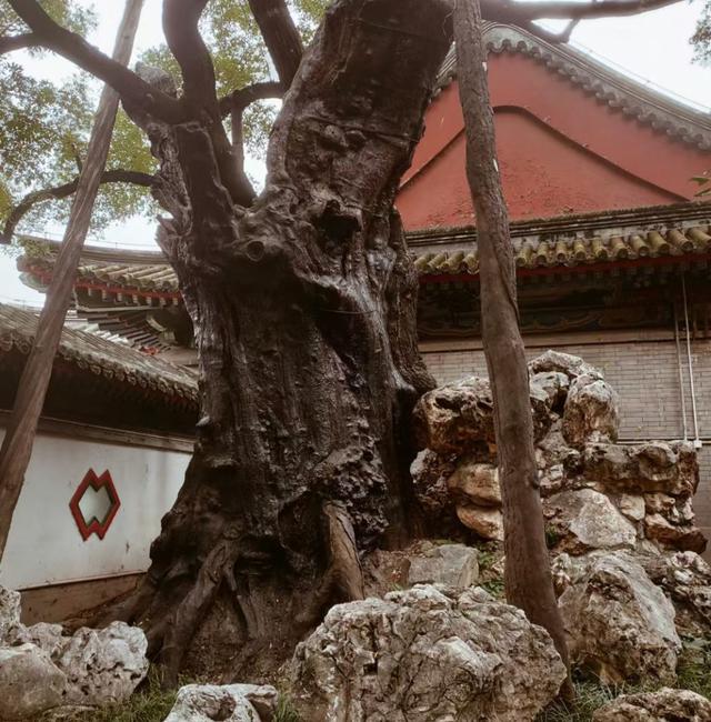 王林平随笔《秋季的浪漫：置身古庭院》