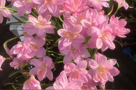 风雨兰不开花，就用“一招”，10天就能开花，一茬茬不停开很漂亮图片