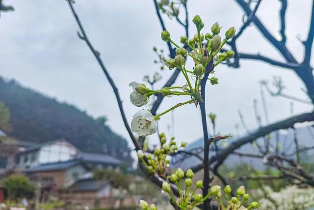 梨花带雨，新津带你！来约！