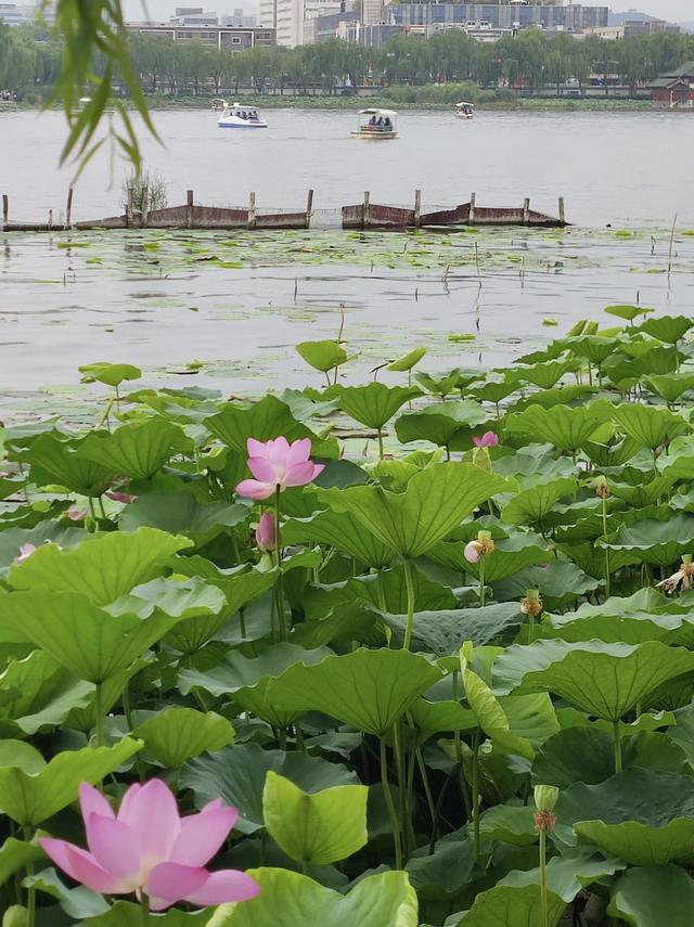 “清水出芙蓉，天然去雕饰” ：荷花朵朵开，“荷荷”又美美！