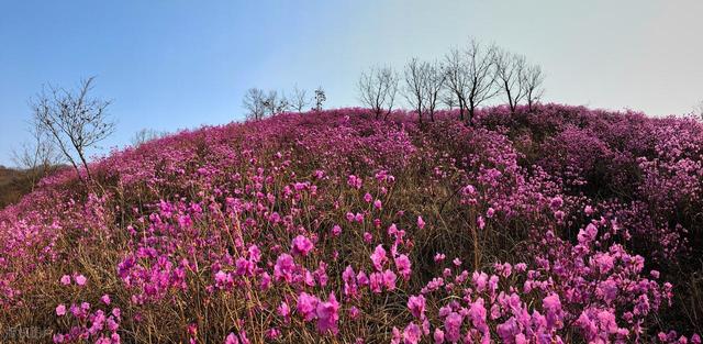 还看映山红？安徽大别山深处万株野生映山蓝正开，免费的蓝紫梦境