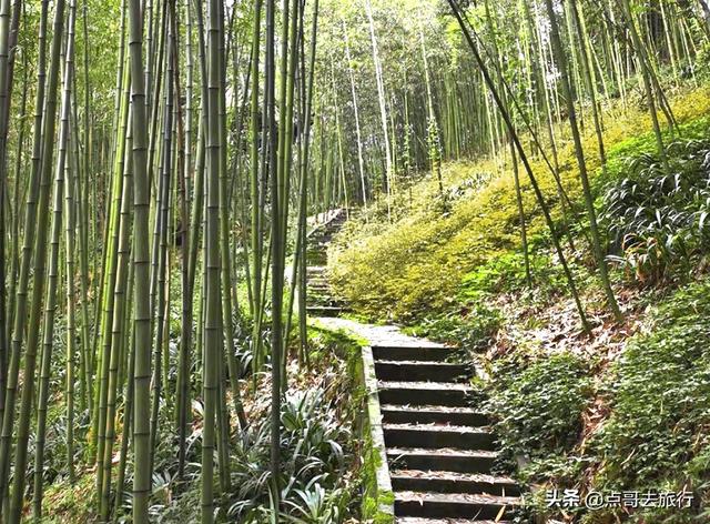 成都都江堰最冷门彩林，免费开放，山野中的惊艳，公交车可达！