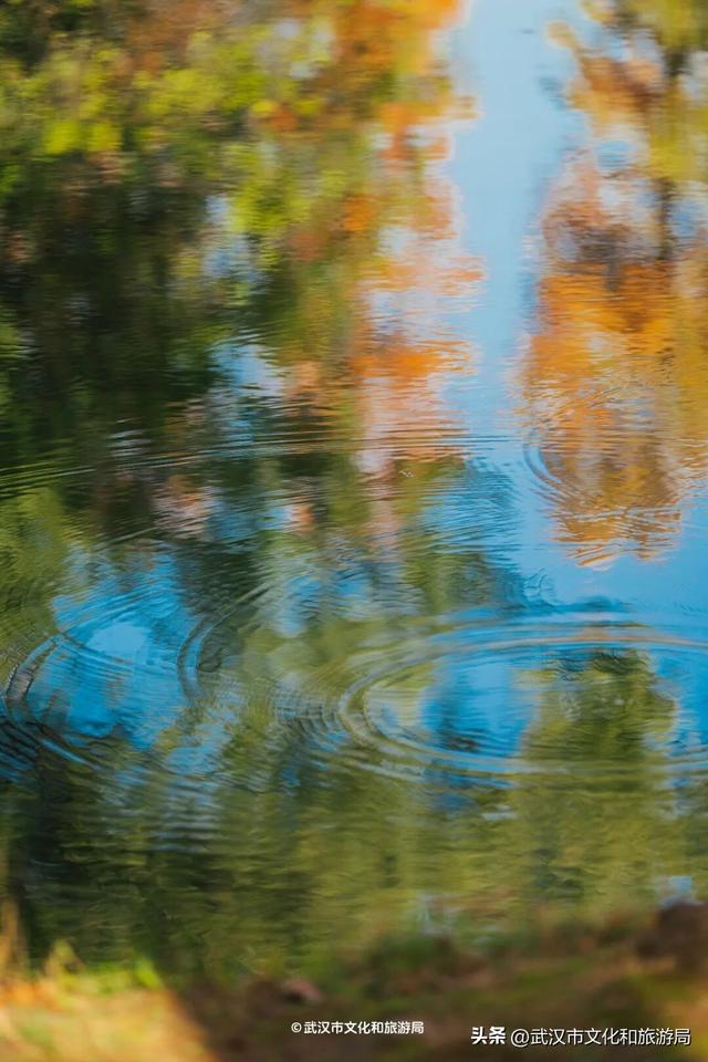 晴晴晴晴晴晴晴晴，东湖彩叶美出新高度！