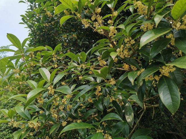轨道线丨一日三变 “醉芙蓉”