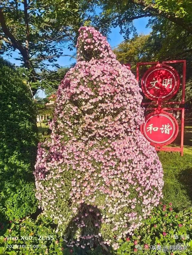 菊绽秋阳里,暗香绕中山|申艳娟