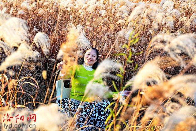 二里头夏都遗址博物馆周边芒草摇曳 冬日景色美如画