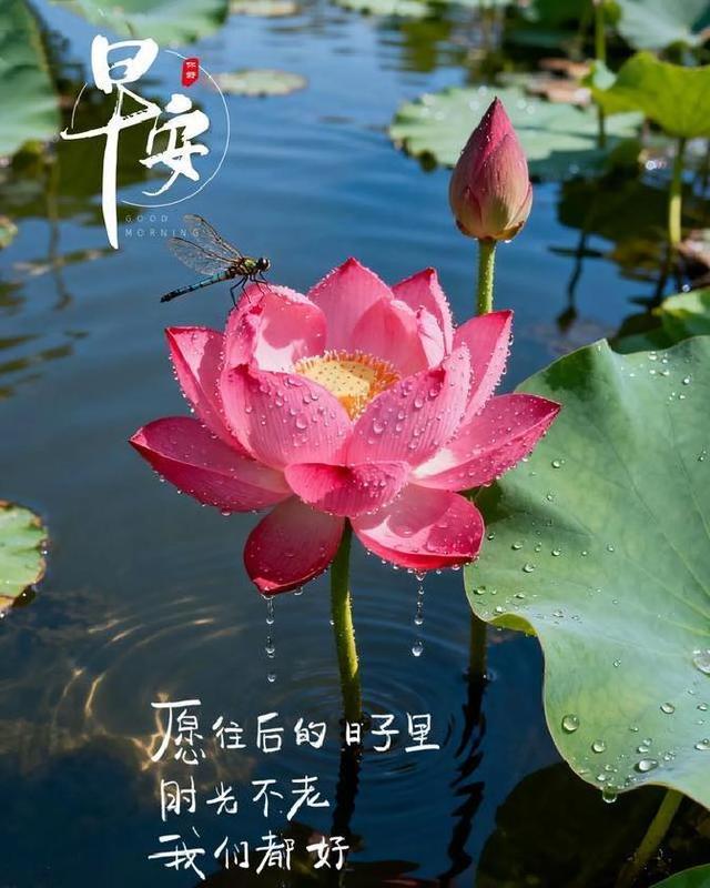 18句暖心早安问候，满是真诚牵挂，愿你每天收获幸福
