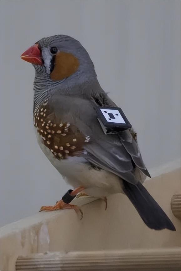 颠覆认知！10厘米小鸟竟有三层朋友圈，社交逻辑和人类神同步？