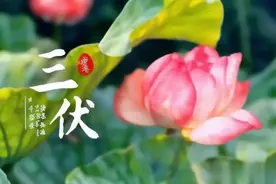 三伏！泡脚、晒背缺一不可,黄金养生期。网上风大，并不代表适合图片