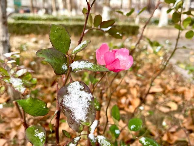 初雪滤镜下的潍坊，美得不一样~
