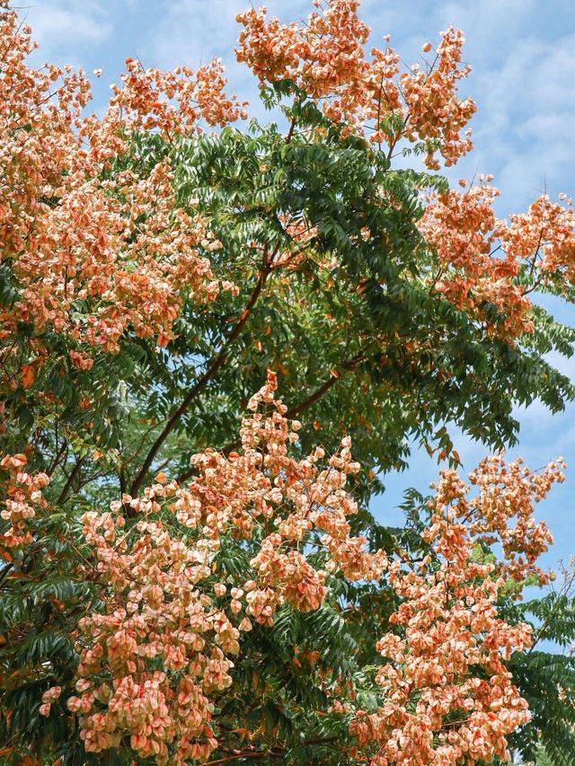 厦大，粉了🌸！粉了😍！