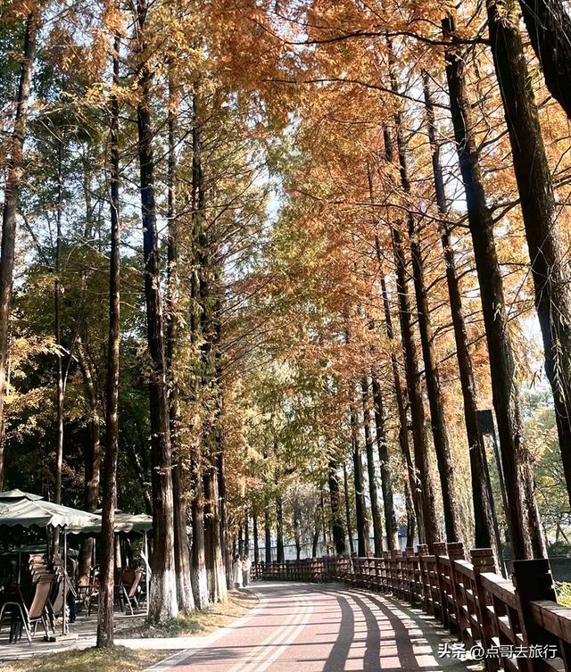 免费！成都府河上的水杉红惊艳来袭，地铁公交车直达！