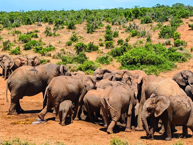 非洲旅游：难忘南非观光之旅纪行（图）