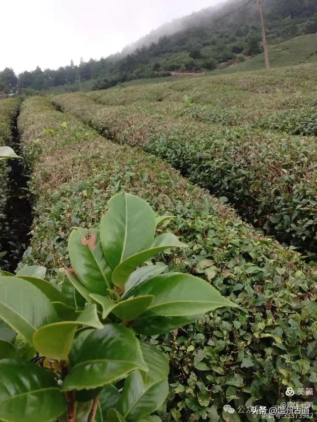 夏日闲逛大寺基，体会高山之上的凉意，处处有惊喜！