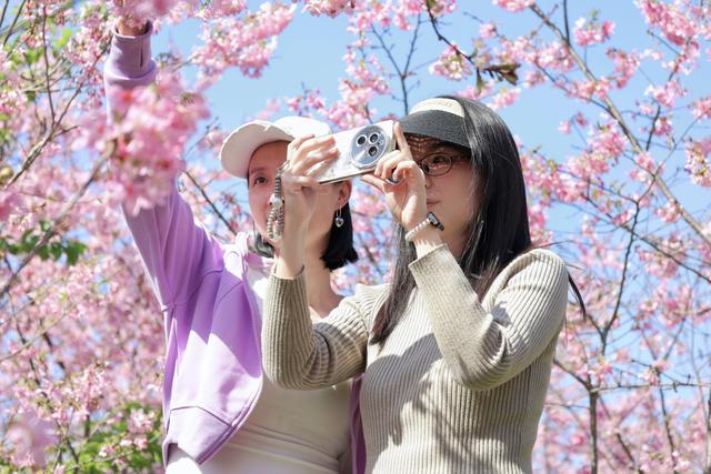 福建连江：丹樱农场晚樱盛放