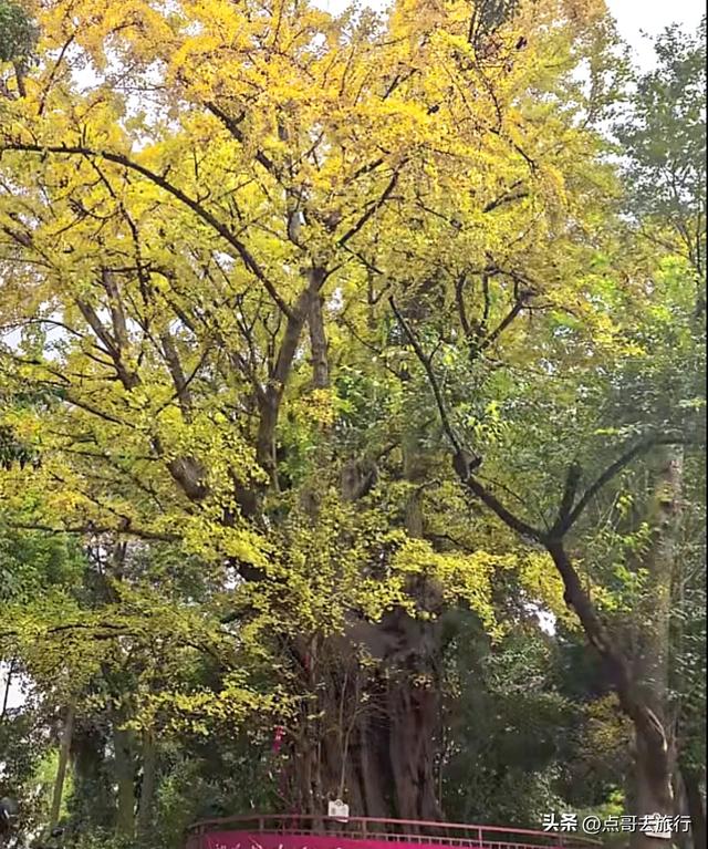 成都这5大千年银杏，超级惊艳，其中一株相传是杨贵妃种植！