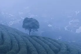 杭州有茶企今年明前西湖龙井大幅减产！是不是意味着我们喝不到好茶了呢？专家说事实恰恰相反图片