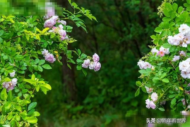 心碎了！快递小哥一直以为客户住六楼，直到京东小哥告诉他真相
