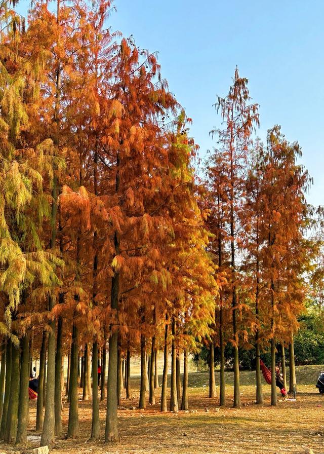 秋冬限定浪漫！接下来佛山6大落羽杉打卡地赶紧收藏！