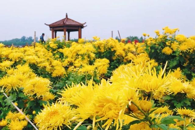 美翻！肥乡藏着一座菊园花海，美丽南赵等你来~