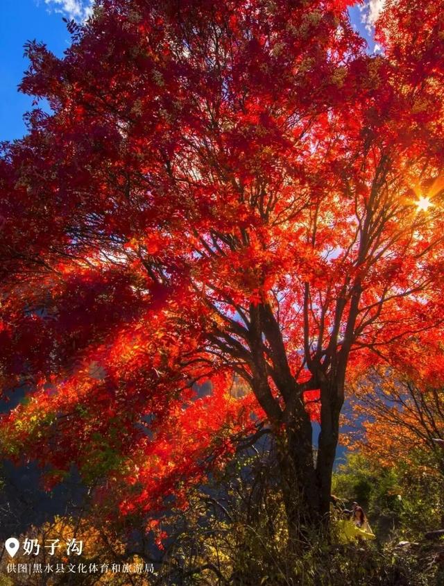 中国彩林第一县！黑水的美镜头不足以描绘！