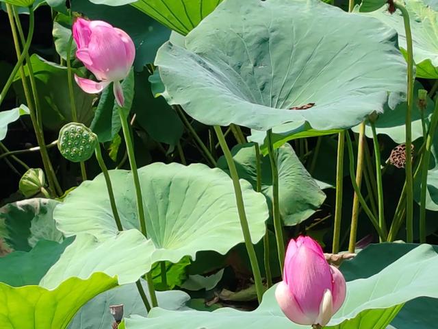 胶东农村的"马虎子"传说：比旅行更治愈，残荷边想起童年山野秘事