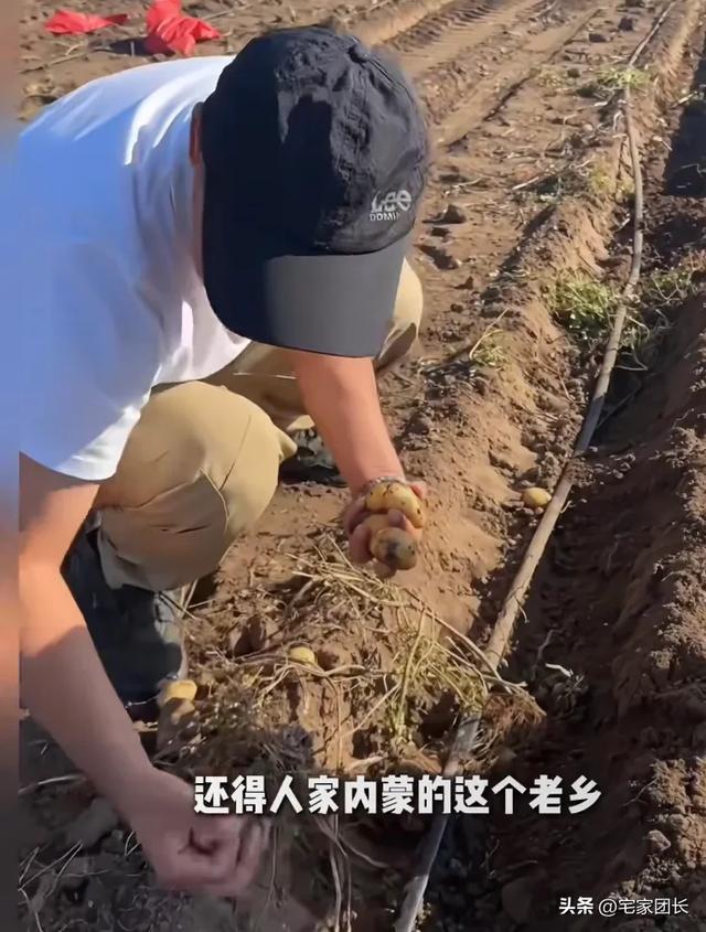 “捡不完，根本捡不完”，内蒙古挖土豆火上热搜！还不用买门票
