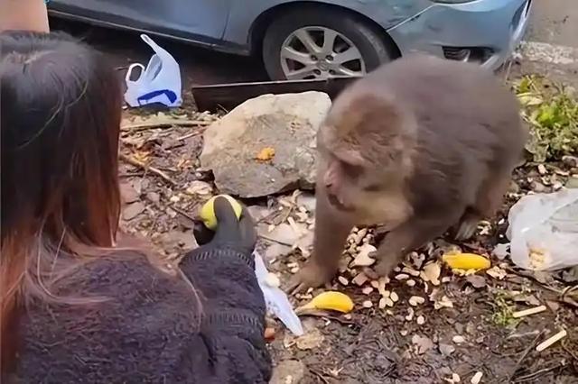 伤害1只也不行!2024年女游客徒步比赛被抓咬,十余只持续3分钟