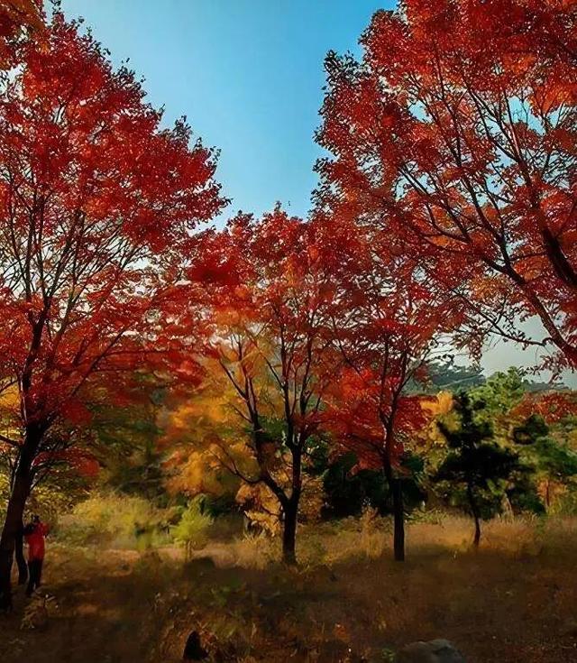 「沂蒙」叠翠映红黄——跟着色彩游临沂