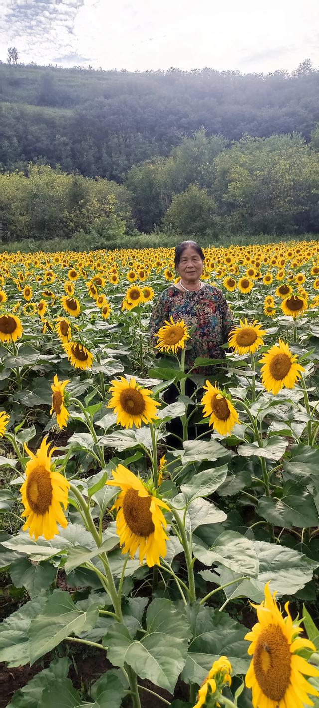 鸭凫峪鹿走沟向日葵🌻花海惊艳亮相！