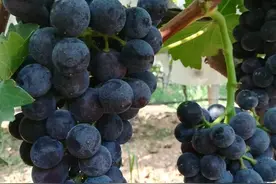 甜蜜盛宴！苏州本地夏黑葡萄“抢鲜”上市图片