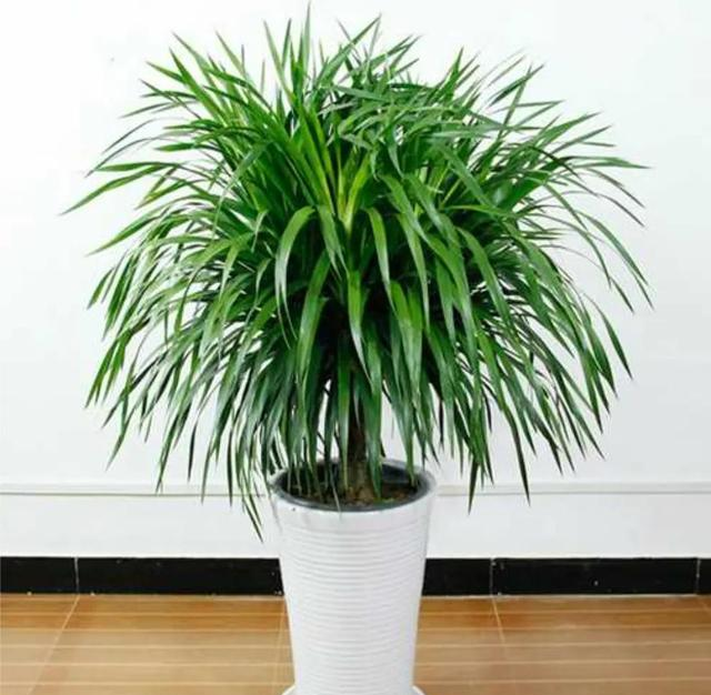 6种“镇宅花”，兔年养一盆，摆在客厅里，寓意着吉利，好运来