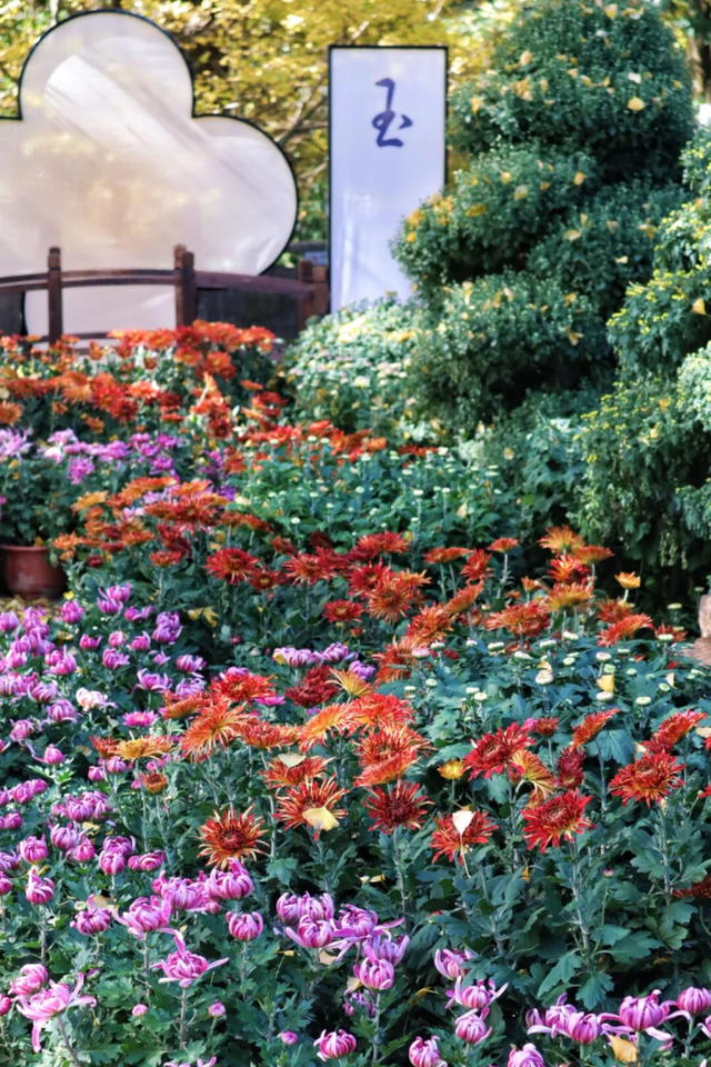 最佳观赏期！雅安的红叶彩林“封神”啦！