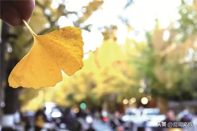 昆明人私藏观鸥地图+观杏!滴滴6折立减35元打车券直接薅