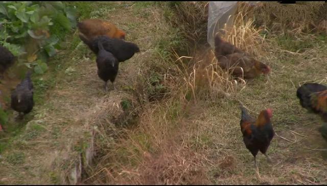山居这些年,探访过无数苗族村寨,除了羡慕还是羡慕