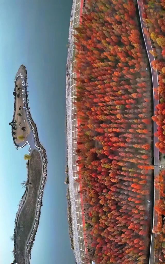 临沂「红杉」「红枫」浓度拉满，出片率100%