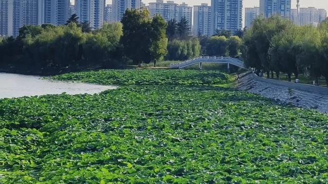 大美泌阳：泌水河两岸风光