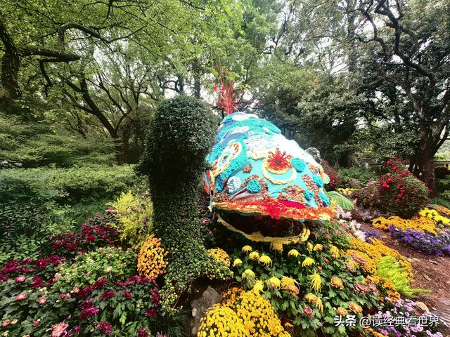 杭州植物园的菊花展——一场关于菊花的饕餮盛宴（二）