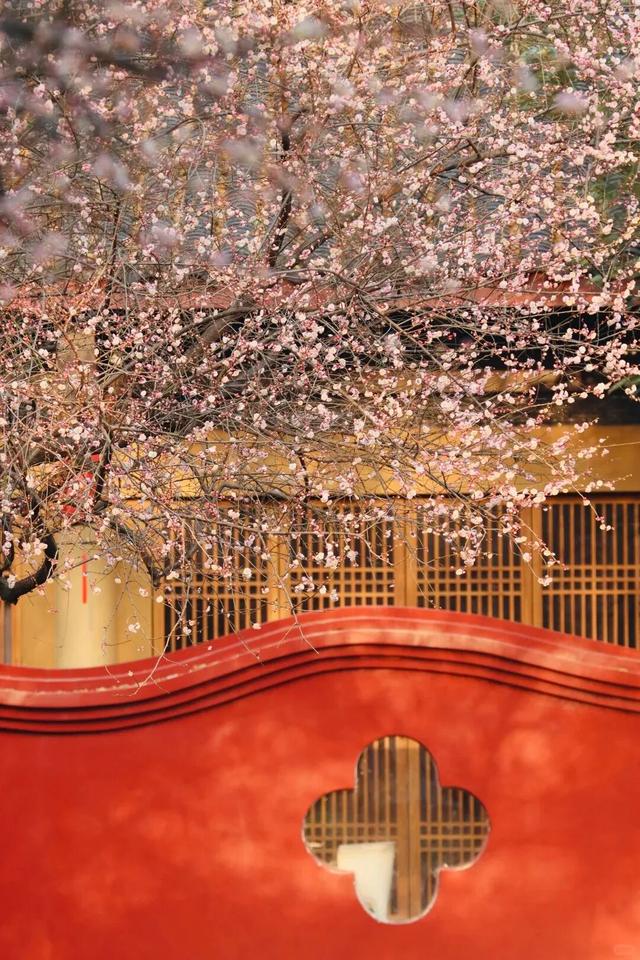 满屏梅花🤩不用怀疑！你期盼的春天提前来了！