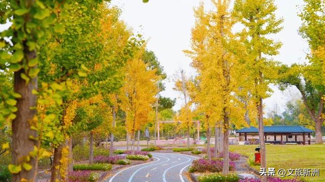 红枫公路、孤独的树......新洲这波秋日「隐藏款」，你知道几个？